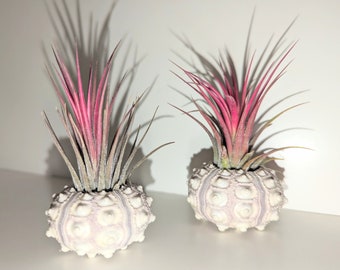 Red air plant displayed in a sputnik sea urchin shell unusual and unique gift  for home ,office  and photography