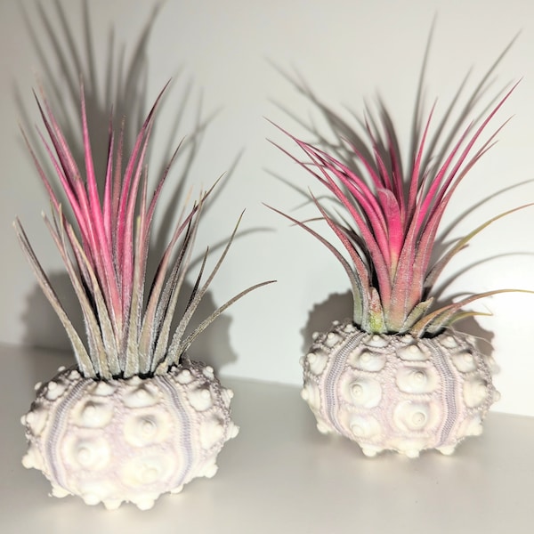 Red air plant displayed in a sputnik sea urchin shell unusual and unique gift  for home ,office  and photography
