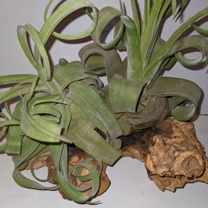 Tillandsia Curly slim air plant, large approx 20cm plus it has adorable trailing curly leaves and tight ringlets .