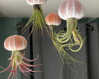 Medusas flotantes en una rara y colorida concha de erizo de mar de Cornualles con planta aérea detilandsia viva