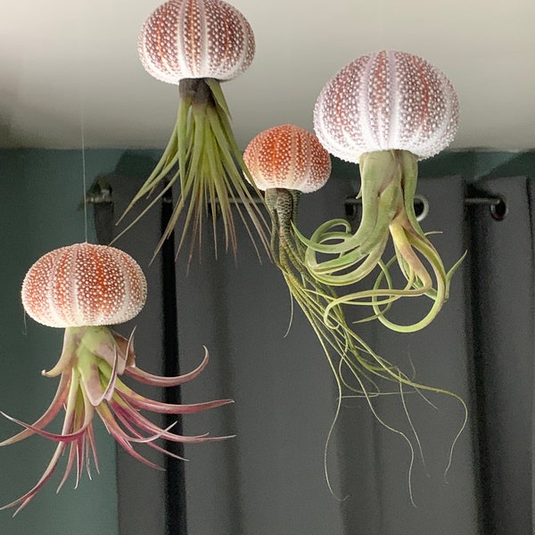 Schwimmende Qualle in einem seltenen bunten kornischen Seeigelgehäuse mit lebender Tillandsia-Luftpflanze