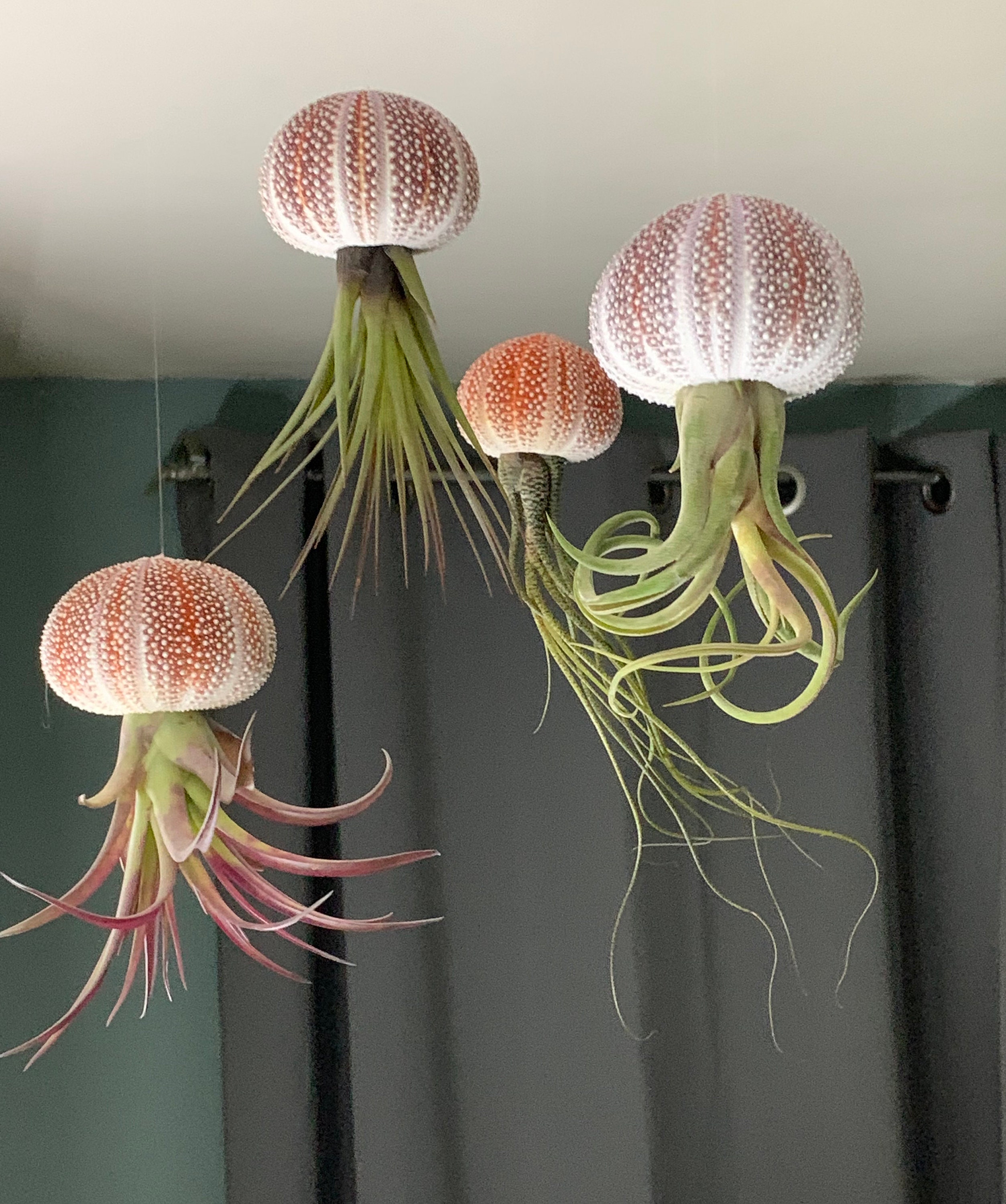 Hanging Urchin Air Plant Jellyfish