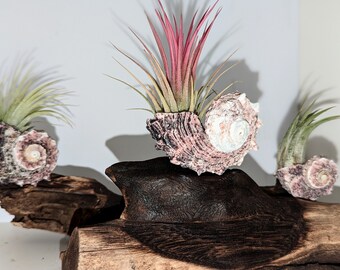 Air plant displayed in mini prehistoric sea fossil shell makes a stunning and  unusual gift  for home , office  and photography