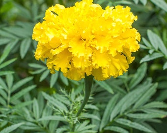 SEEDS Marigolds- Lemon Yellow African, Yellow Flowers, patio Flowers, Garden Blooms, 300 seeds, Tagetes Erecta, 5 ‘ tall