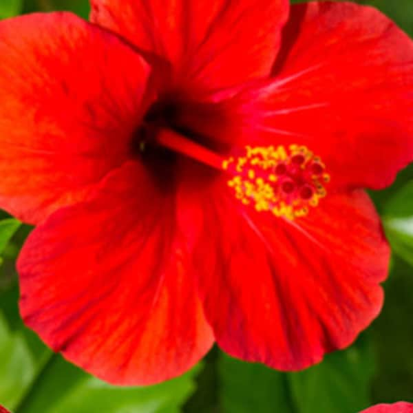 Hibiscus Seeds, Red and Pink, Large Dinner Plate Size Flowers, Perennial Flowering Plants , Free Shipping, 40 seeds