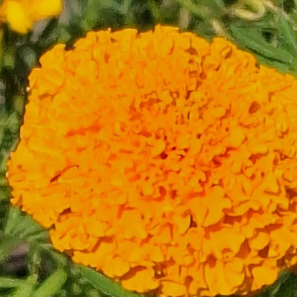 Marigold Elevation Orange African Hybrids, 150 beauties stay in bloom all summer long 4.5 tall X 2.5 wide, Large 3” blooms, Free Shipping