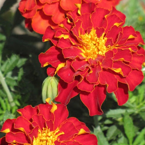 Marigolds Midnight Red, Flowers seeds, Patio Flowers, outdoor Flowers, Redish Orange Flower Buds. Turns red in the fall. My #1 Seller