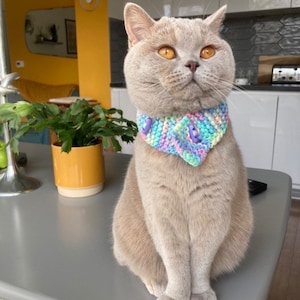 May include: A grey cat wearing a colourful crocheted collar with purple buttons. The collar has a rainbow pattern.