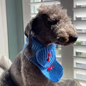 Könnte beinhalten: Ein grauer Hund, der einen blauen Strick-Schal mit roten Akzenten trägt. Der Schal hat vorne eine Herzform.