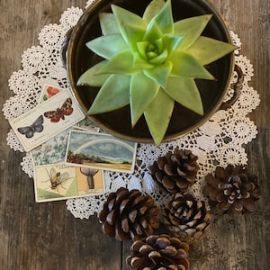 May include: A brass bowl containing a green succulent plant, resting on a white crocheted doily. Five brown pine cones are scattered around the bowl on the wooden surface.