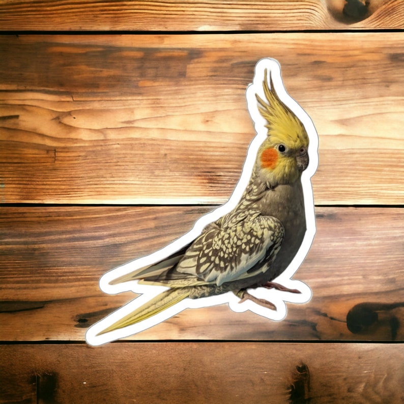 Cockatiel Sticker, Multiple Sizes, Pearl Cockatiel Photo Sticker, Gift for Parrot Lover, Pet Bird Owner. image 1