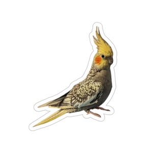 Cockatiel Sticker, Multiple Sizes, Pearl Cockatiel Photo Sticker, Gift for Parrot Lover, Pet Bird Owner. image 5