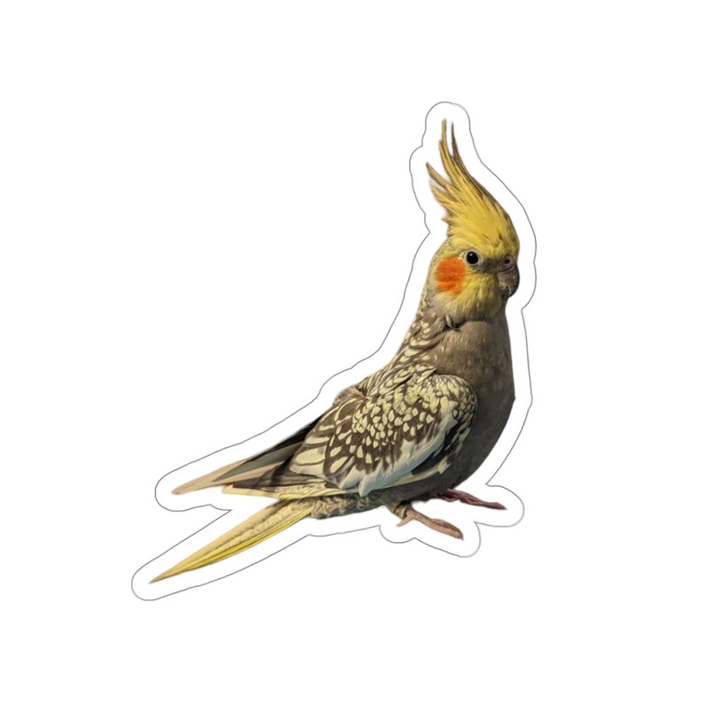 Cockatiel Sticker, Multiple Sizes, Pearl Cockatiel Photo Sticker, Gift for Parrot Lover, Pet Bird Owner. image 6