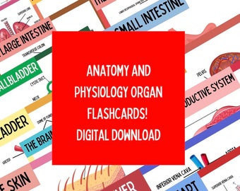 DIGITAL PDF Anatomy and physiology flashcards. Student nurse, nursing, paramedic, study essentials, flash cards, exam, revision, biology