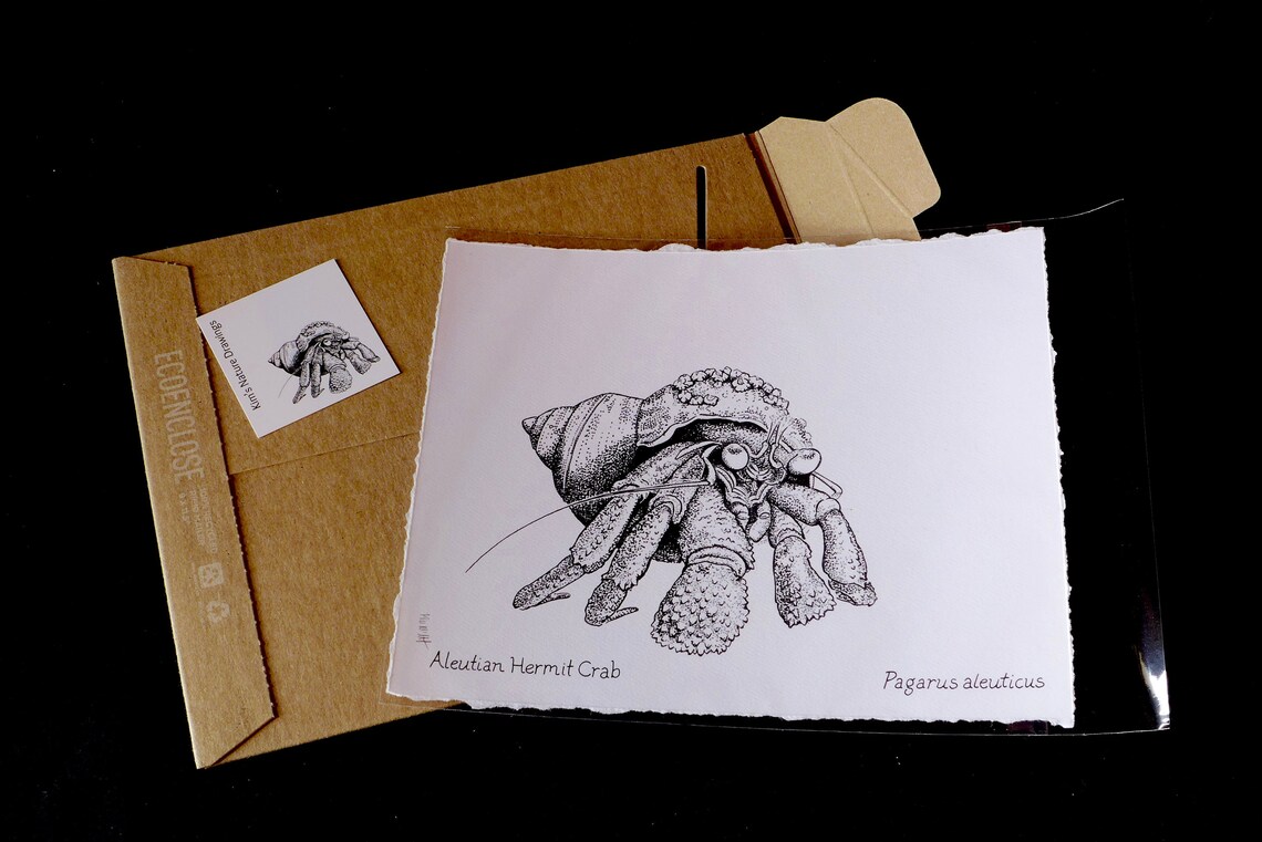 Hermit Crab Print: Nature Drawing by Alaskan Artist Kim Mcnett - Etsy