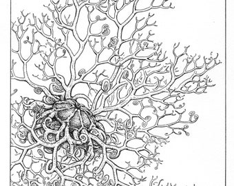 Basket Star Print: Nature drawing by Alaskan artist Kim McNett - Starfish, Sea Star