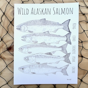 Wild Alaskan Salmon Poster: ocean phases of the 5 wild pacific salmon species (king, sliver, sockeye, pink and chum)
