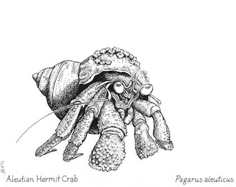 Hermit Crab Print: Nature drawing by Alaskan artist Kim McNett