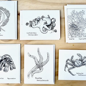 Ocean Life Notecards: Marine animal drawings by Alaskan artist Kim McNett