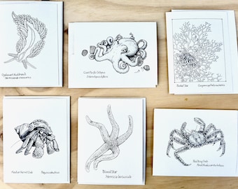 Ocean Life Notecards: Marine animal drawings by Alaskan artist Kim McNett