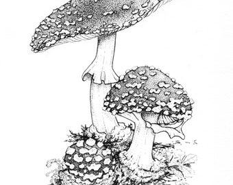 Mushroom Print: Original drawing by Alaskan artist Kim McNett - Amanita