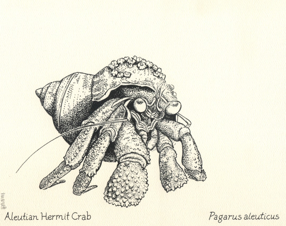 Hermit Crab Print: Nature Drawing by Alaskan Artist Kim Mcnett - Etsy