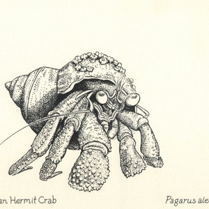 Hermit Crab Print: Nature drawing by Alaskan artist Kim McNett