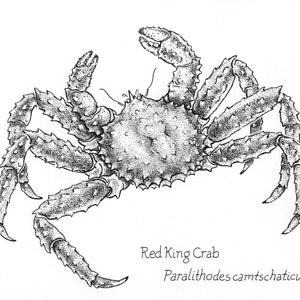 Impresión de cangrejo real: Impresión de dibujo de la naturaleza de la artista de Alaska Kim McNett