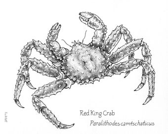 King Crab Print: Nature drawing print by Alaskan artist Kim McNett