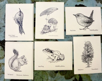 Forest Life Notecards: Card set of nature drawings by Alaskan artist Kim McNett - Mushroom, Squirrel, Birds, Frog and Tree