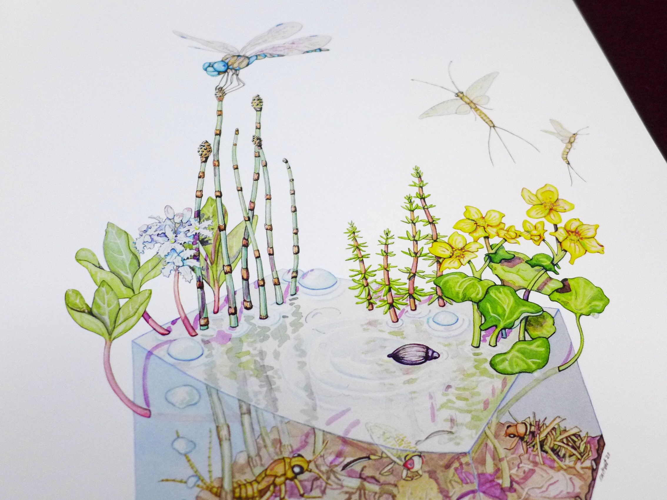 The Peatlands: Aquatic Cross-section Limited Edition Print by Alaskan ...