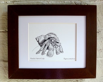 Hermit Crab Print: Nature Drawing by Alaskan Artist Kim Mcnett - Etsy