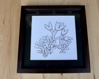 Popweed: Framed original pen and ink drawing by Homer artist Kim McNett