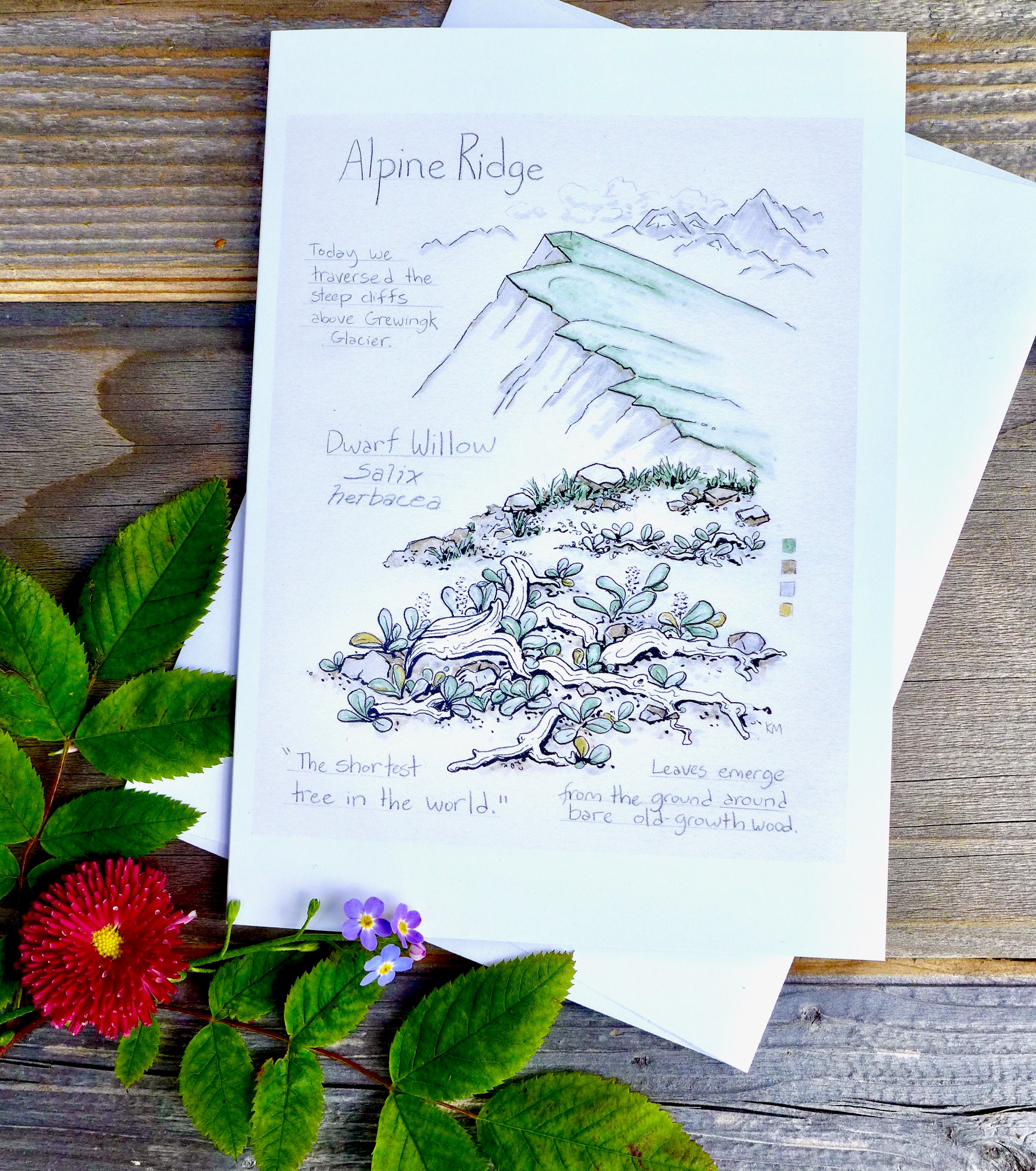 Alaska Nature Cards Nature Gift Cards Kim McNett Nature | Etsy