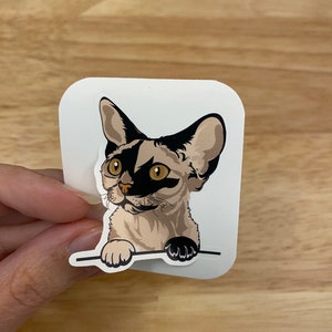 Tortie Devon Rex Sticker, Cat Sticker, Devon Rex, Cute Cat Sticker, Peeking cat sticker, Devon Rex Cat sticker