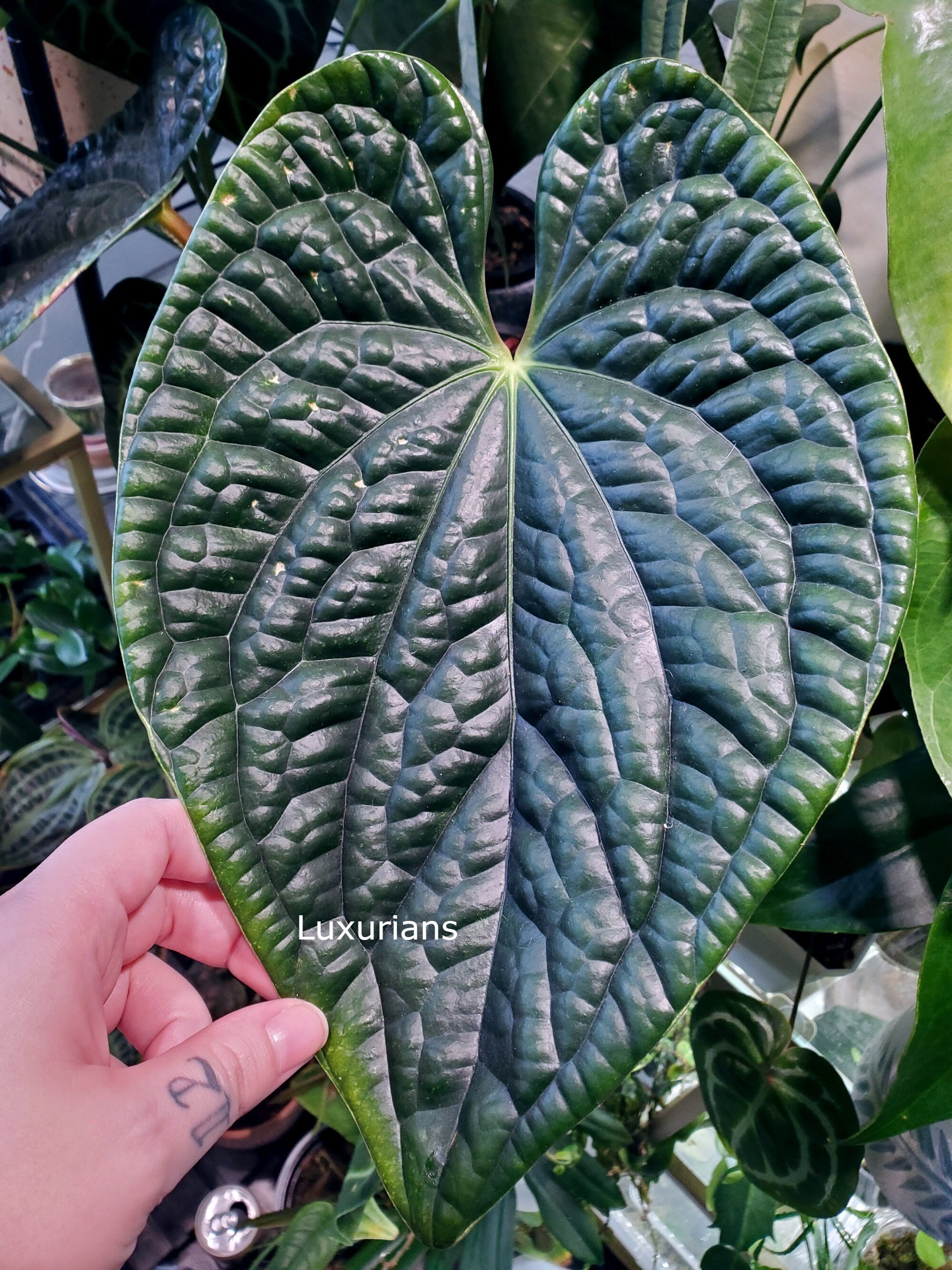 その他観葉植物 Anthurium aos x luxurians Anthurium AOS x Luxurians – Safa Plant Co