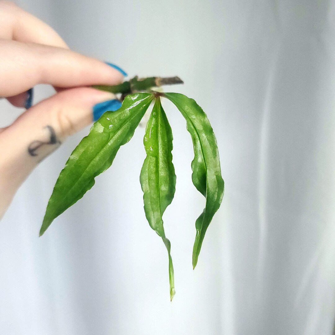 Anthurium Polystichum B Rare Anthurium Plantlet - Etsy