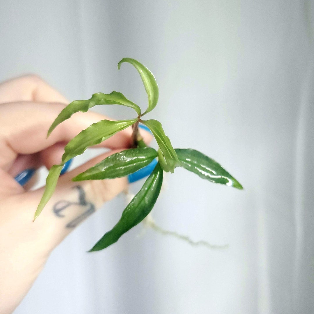 Anthurium Polystichum C Rare Anthurium Plantlet - Etsy