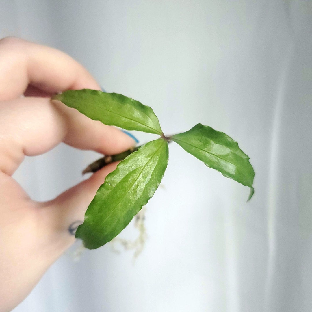 Anthurium Polystichum A Rare Anthurium Plantlet - Etsy