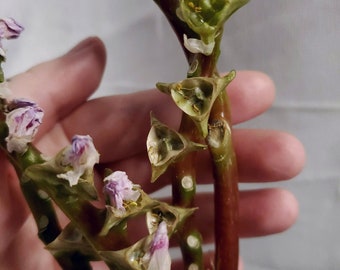 Monolena Primuliflora SEED POD | Rare Houseplants | Seeds | Tropical Plants | Uncommon Plants | Rare Plant | Ant Plant