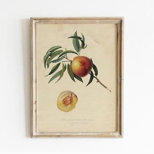 Peach Vintage Print, Peach Illustration, Fruits Wall Art, Kitchen Decor, Vintage Art  / P393