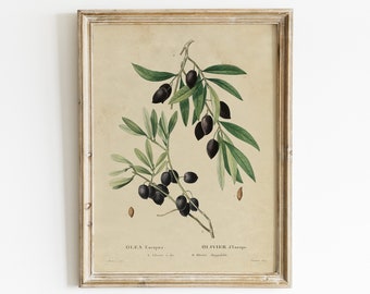 OLIVE TREE ART PRINT Book Print 213B NATURE ART PRINT Vintage Dictionary Art Print VINTAGE Art BOTANICAL ARTWORK Illustration GIFT OLIVE BRANCH ART PRINT Wall Hanging