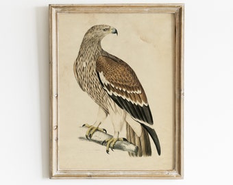 Golden Eagle Print, Bird Poster, Eagle Illustration, Bird Lover Gift, Wall Art / P385
