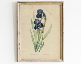 antique victorian botanical print lavender blue iris ornamental flower illustration digital download