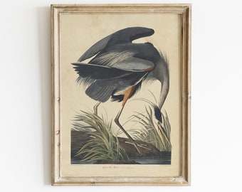 Blue Heron Print, Vintage Bird Art Decor, Beach Art Decor, Mailed Print / P204