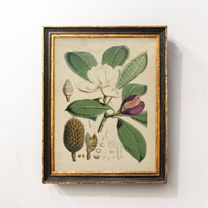 Magnolia Vintage Print, Magnolia Wall Art, Cartel de flores, Impresión de plantas antiguas, Cartel botánico / P205