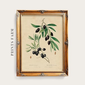 Olive Vintage Print, Botanical Wall Art, Kitchen Decor / P210