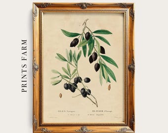 Olive Vintage Print, Botanical Wall Art, Kitchen Decor / P210