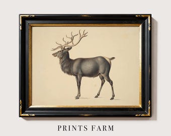 Vintage Deer Print, Woodland Wall Art, Hunting Decor / P743