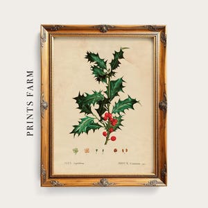 May include: A framed botanical print featuring a detailed illustration of a holly branch with green leaves and red berries. The print is set in a gold ornate frame, with the text "PRINTS FARM" on the left side.